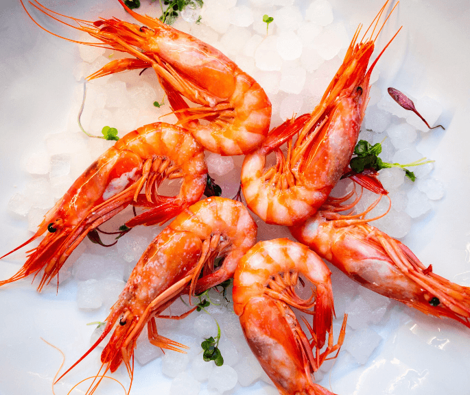 1.1 Denia red shrimp